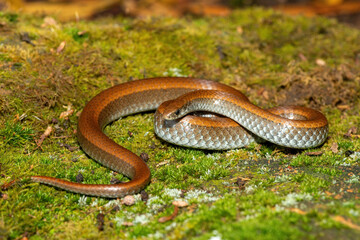 Common Slug Eater (Duberria lutrix) Close-Up on Mossy Ground– Non-Venomous Endemic African Reptile