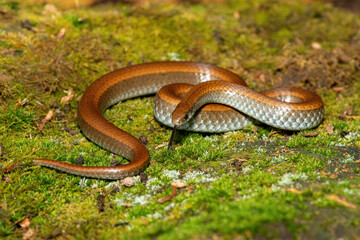 Common Slug Eater (Duberria lutrix) Close-Up on Mossy Ground– Non-Venomous Endemic African Reptile