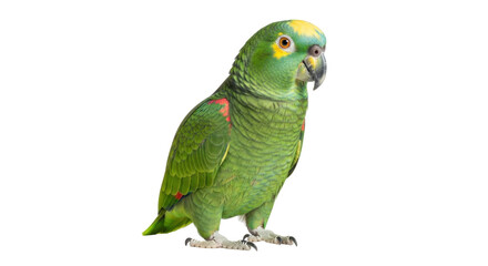 Isolated Yellow-crowned Amazon parrot, a colorful bird often kept as a pet, posing sweetly © Agata
