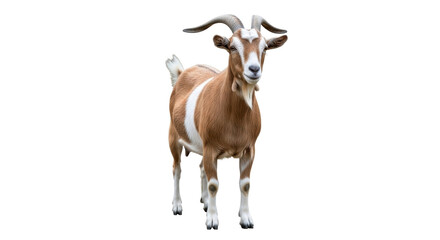 Isolated, a brown and white goat stands proudly, a well-fed farm animal with short horns