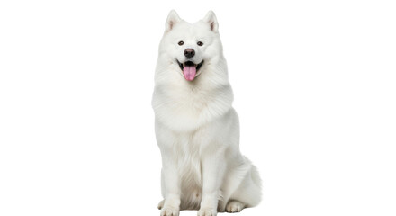Isolated Samoyed dog sitting with tongue out, beautiful fluffy purebred breed animal © Agata