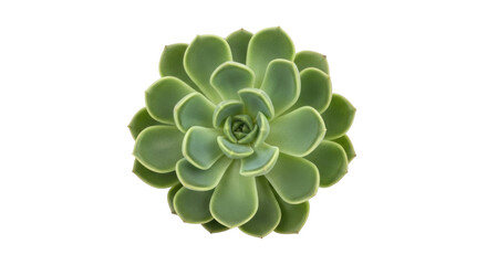 Isolated Green Echeveria Plant, Succulent Rosette, Close-Up View—Botanical, Garden, Growing