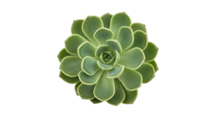 Isolated Green Echeveria Plant, Succulent Rosette, Close-Up View—Botanical, Garden, Growing