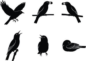 Bird silhouette vector illustration set with flying, perched, singing, eating fruit, resting poses, black wildlife animal graphic design collection