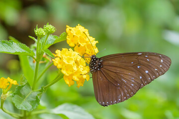 黄色いランタナの花にとまる黒いチョウのマクロ撮影