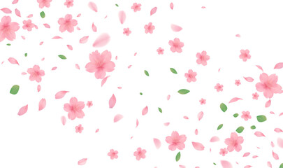 background design featuring pink cherry blossom Sakura flowers and floating petals. The flowers are realistic with soft shadows, scattered randomly across a pure white background. small green leaves