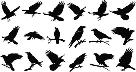 Crow and raven silhouette set, bird poses, flying and perching, black and white vector, ornithology illustration, wildlife icon collection