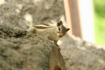squirrel on a rock