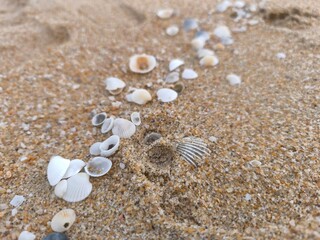 Close-up of small seashells scattered across sandy beach. Natural coastal background capturing beauty of the shoreline, symbol of marine life and ocean serenity. Perfect for travel, nature, or relax.