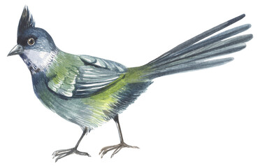 Eastern whipbird Australian native bird. Watercolor hand drawing painted illustration.