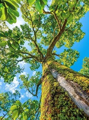 Fototapeta premium Copaiba trees, also known as pau-de-oleo, are native to the Atlantic Forest and Brazilian Cerrado.