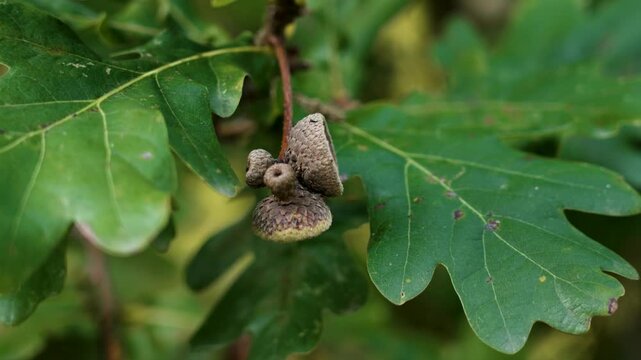 A bunch of oak acorn caps among green foliage in an autumn forest