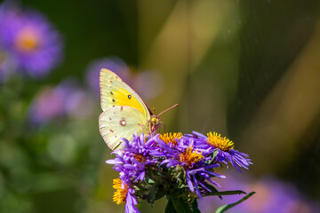 Butterfly Feeding on Purple Daisies