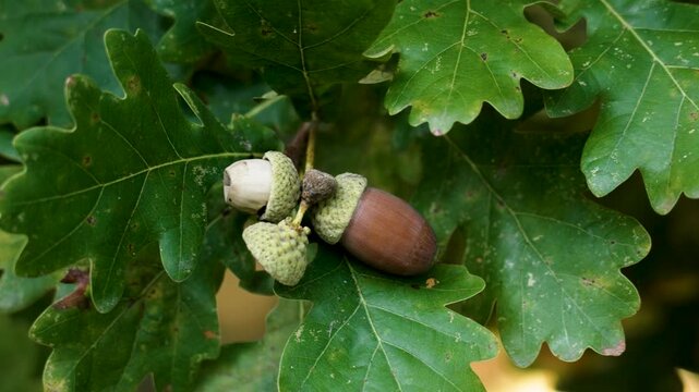 Autumn oak fruits. Brown acorn rotten seed and an empty cap on tree branch with green foliage