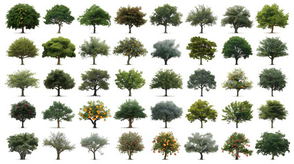 Deciduous Trees & Flowering Shrubs