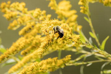 Side view of a bee on goldenrod flower, closeup photo. 