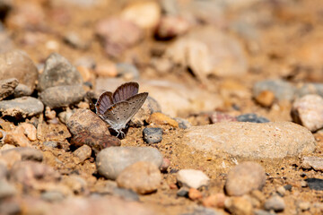 Eastern tailed blue butterfly at rest on sandy ground on a summer day in Iowa. 