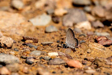 Eastern tailed blue butterfly at rest on sandy ground on a summer day in Iowa. 