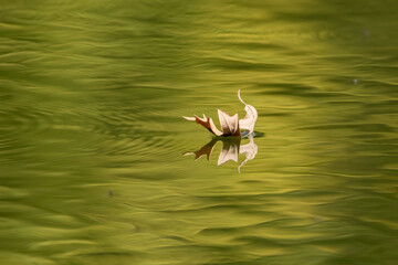 Fallen dry brown leaf floating on the surface of the water with reflection below. 