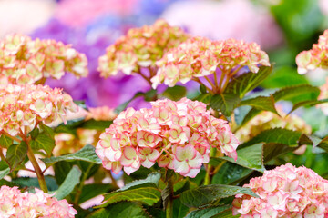 初夏の庭に咲く色鮮やかな紫陽花の花