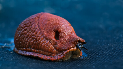 Spanish slug killer moves slowly on agrofibre. Agricultural pest threat crops, invader consume...