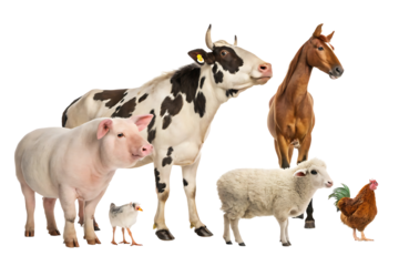 Assortment of farm animals livestock including cow horse pig sheep rooster and baby chick against black backdrop for educational and farming purposes