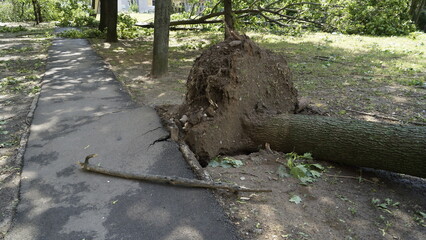 Hurricane aftermath, tree felled, with root system coming out of the ground