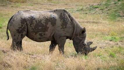 Obraz premium Black Rhinoceros Walking in Grass