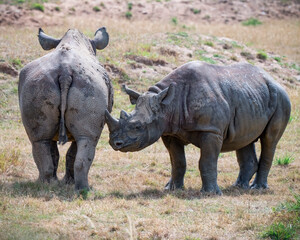 Obraz premium Mother Black Rhinoceros with Her Calf