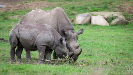 Fototapeta premium Black Rhinoceros Mother Calf Feeding