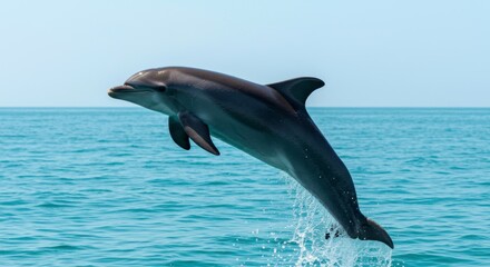Fototapeta premium A captivating shot of a dolphin leaping majestically from the ocean with a clear blue sky