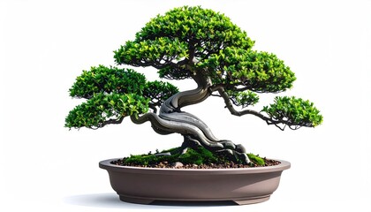 Bonsai Tree with Green Foliage Trunk and Roots in a Clay Pot Isolated on White Background Zen and Miniature Garden