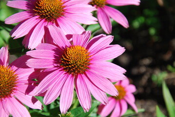 Close-up of vibrant pink Echinacea in full bloom