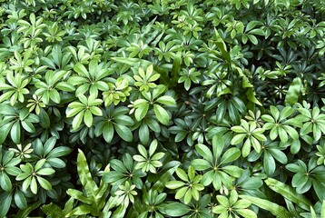 This image showcases a dense cluster of vibrant green leaves, capturing the refreshing beauty of nature in its purest form.