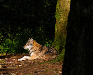 Wolf 9in the forest Wolf im Wald