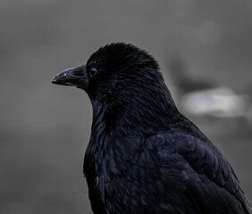       Black and white Raven Rabe in schwarz weis Raben Porträt                                                                                                 