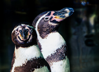 Pinguins in the mornig