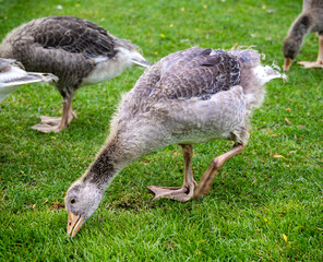 Young goose in The Park  Gans im Park 