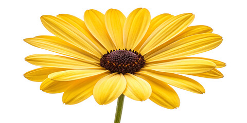 Yellow Daisy Blossom Isolated on Transparent Background – High-Resolution Botanical Photo
Close-Up of Single Yellow Daisy Flower with Dark Center on Transparent Background