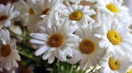 Obraz premium A close-up of white daisy flowers with vibrant yellow centers, surrounded by soft green leaves and stems,
