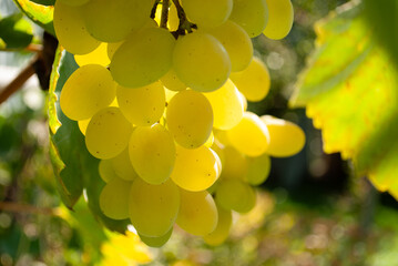 Picture of ripe white grape branch on blurred colorful bokeh. Green living and eco-friendly products. The concept of agriculture, healthy eating, organic food