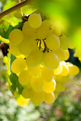 Picture of ripe white grape branch on blurred colorful bokeh. Green living and eco-friendly products. The concept of agriculture, healthy eating, organic food