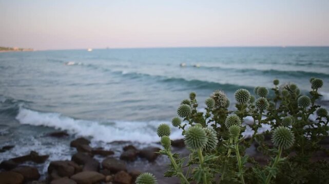 4K panoramic footage of Echinops Orientalis with scenic sea waves.