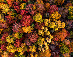 Autumn Forest from Above, Top view of forest in autumn