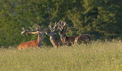 Red Deer Stags During the Rutting Season
