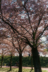Obraz premium People Relaxing Under a Canopy of Pink Cherry Blossom Trees in Spring Park