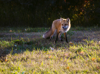 Red fox