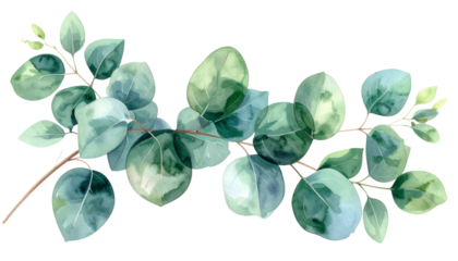 Watercolor illustration of eucalyptus branch with round, green leaves and delicate stems