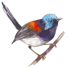 Lovely Fairywren Australian native bird. Watercolor hand drawing painted illustration.