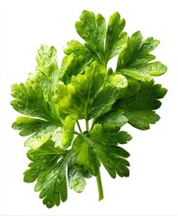 Fresh Green Parsley Leaves with Water Drops